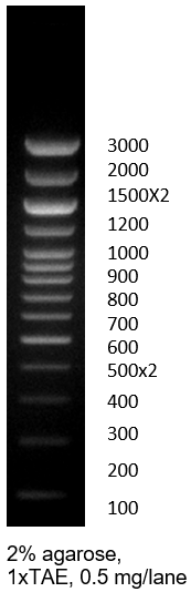 DNA ladder 100bp