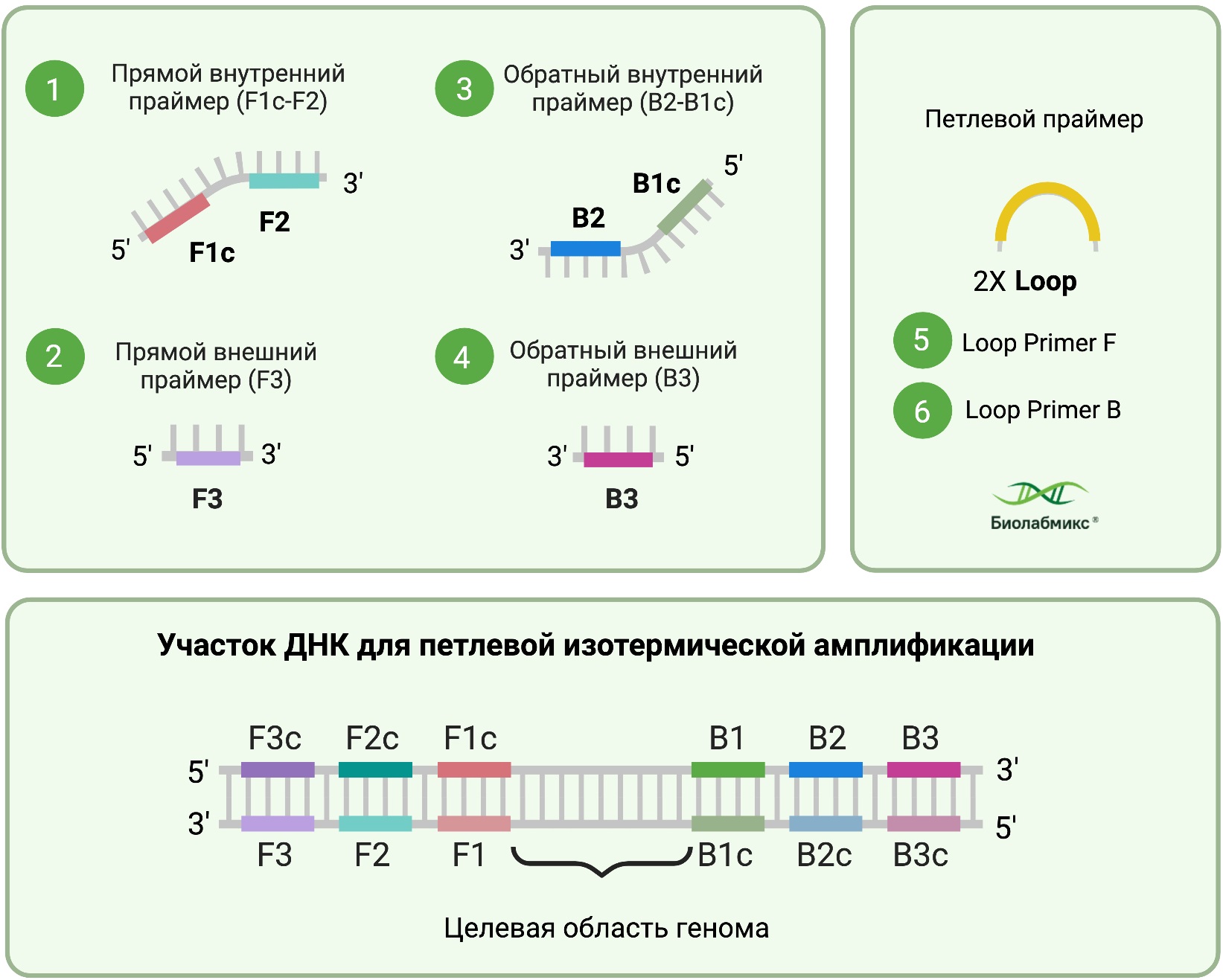 Изотермическая амплификация